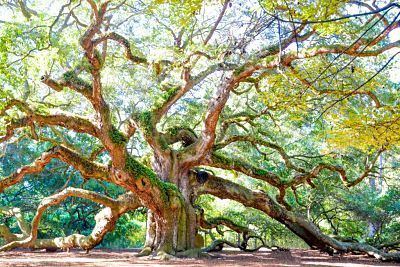 Angel Oak Angel Oak Tree Free mustsee park near Charleston