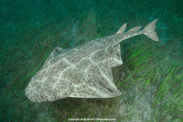 Angel shark Common Angel Shark Information and Pictures of Squatina squatina