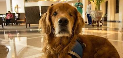 Angel (therapy dog) wwwdogstercomwpcontentuploads201510AngelHe