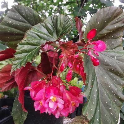 Angel wing begonia 1000 images about Angel Wing Begonias on Pinterest Pink Angel