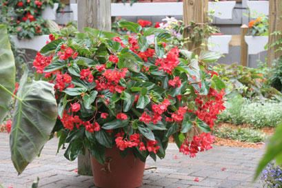 Angel wing begonia Dragon Wing Red Angelwing Begonia Begonia hybrid Proven Winners