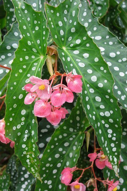 Angel wing begonia Begonias like this variegated Angel Wing Begonia are the perfect