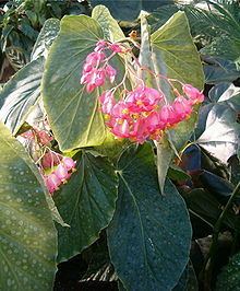 Angel wing begonia httpsuploadwikimediaorgwikipediacommonsthu