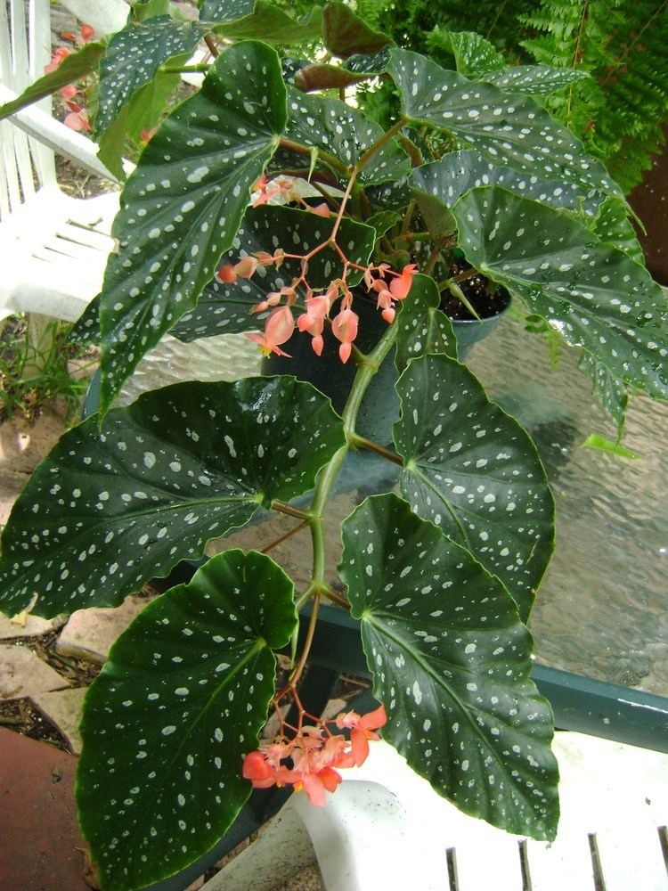 Angel wing begonia SalmonRubra12jpg