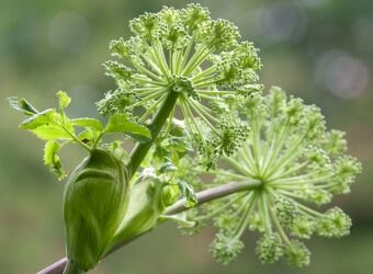 Angelica Angelica is the third most important botanical in Gin
