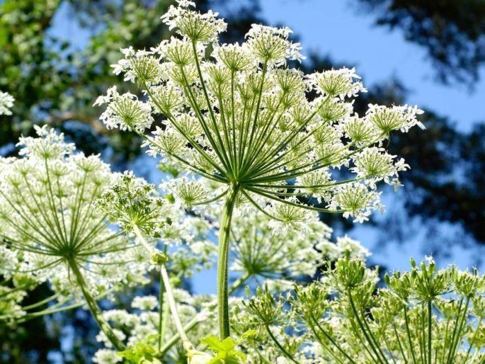 Angelica Health Benefits of Angelica Essential Oil Organic Facts