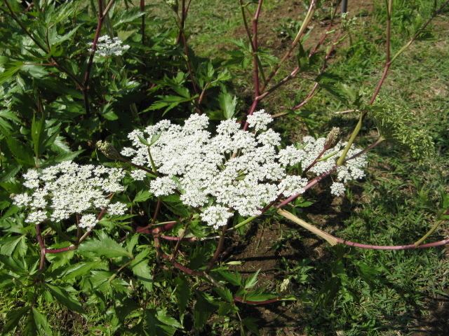 Angelica acutiloba Angelica acutiloba Wikipedia