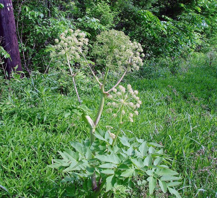Angelica atropurpurea Angelica atropurpurea purplestemmed Angelica Go Botany