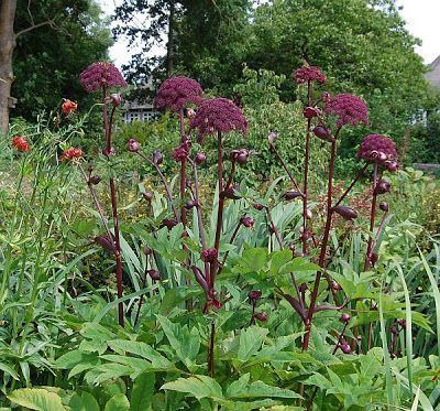 Angelica gigas 1000 images about Angelica gigas on Pinterest Gardens Sun and