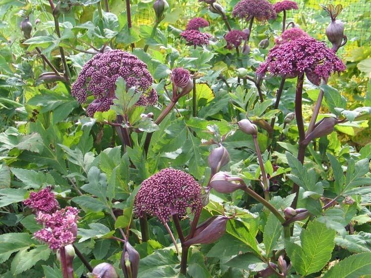 Angelica gigas Angelica gigas at Digging Dog Nursery