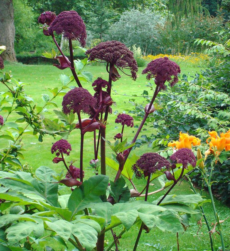 Angelica gigas Angelica gigas Buy Online at Annie39s Annuals