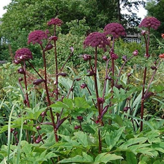 Angelica gigas Angelica gigas Avant Gardens Nursery amp Design