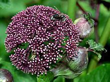 Angelica gigas Angelica gigas Wikipedia