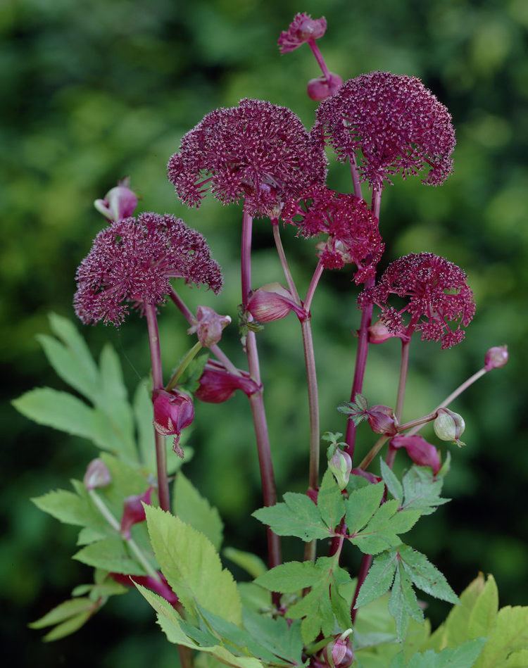 Angelica gigas 1000 images about Angelica gigas on Pinterest Gardens Sun and