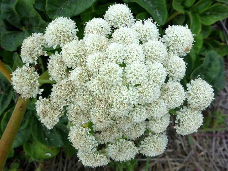 Angelica hendersonii wwwamericansouthwestnetplantsphotographs450an