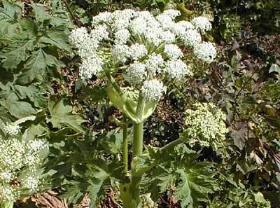 Angelica hendersonii Angelica hendersonii Wikipedia