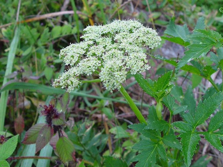 Angelica lucida Angelica lucida sea coast Angelica Go Botany