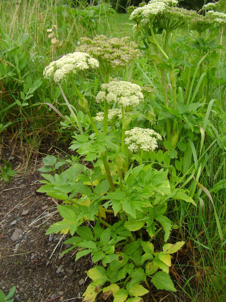 Angelica lucida FileAngelica lucida completJPG Wikimedia Commons