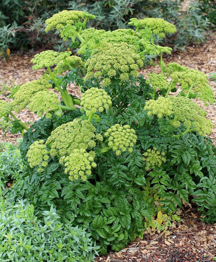 Angelica pachycarpa Angelica pachycarpa Buy Online at Annie39s Annuals