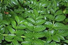 Angelica pachycarpa httpsuploadwikimediaorgwikipediacommonsthu