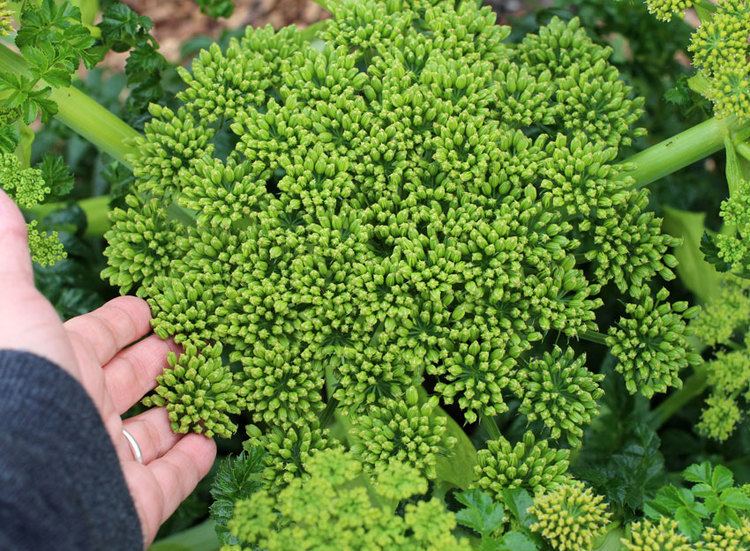 Angelica pachycarpa Angelica pachycarpa Buy Online at Annie39s Annuals