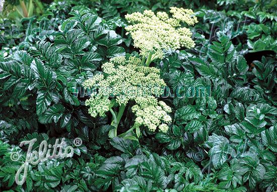 Angelica pachycarpa Jelitto Perennial Seed ANGELICA pachycarpa Portions