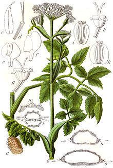 Angelica palustris httpsuploadwikimediaorgwikipediacommonsthu