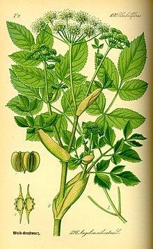 Angelica sylvestris httpsuploadwikimediaorgwikipediacommonsthu