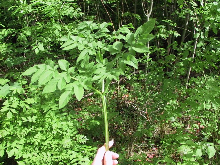 Angelica sylvestris Angelica sylvestris L Checklist View