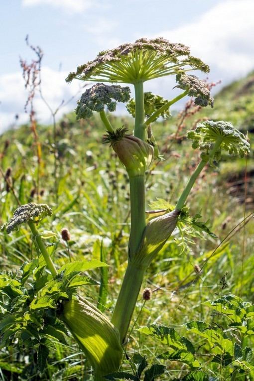 Angelica sylvestris Angelica sylvestris Wild Angelica Wild Flowers Species