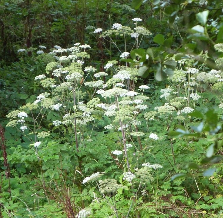 Angelica sylvestris Wild Angelica Angelica sylvestris NatureSpot