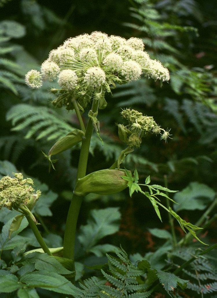 Angelica sylvestris Angelica sylvestris L Checklist View