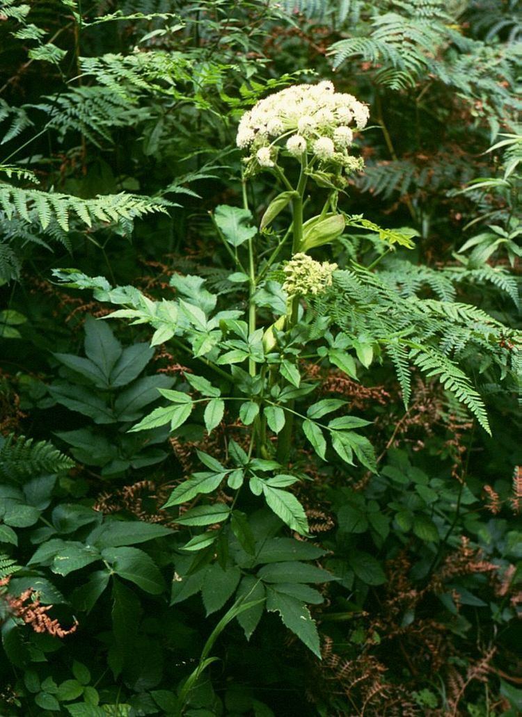 Angelica sylvestris Angelica sylvestris L Checklist View