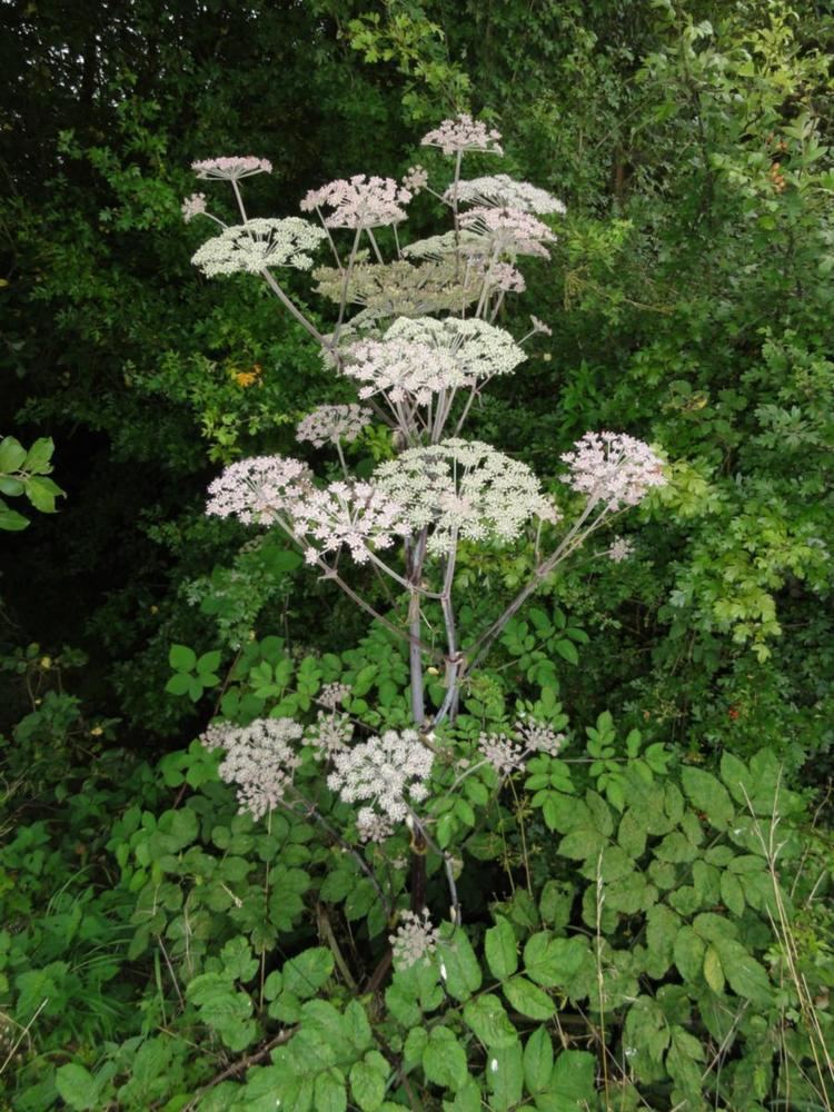 Angelica sylvestris Wild Angelica Angelica sylvestris NatureSpot