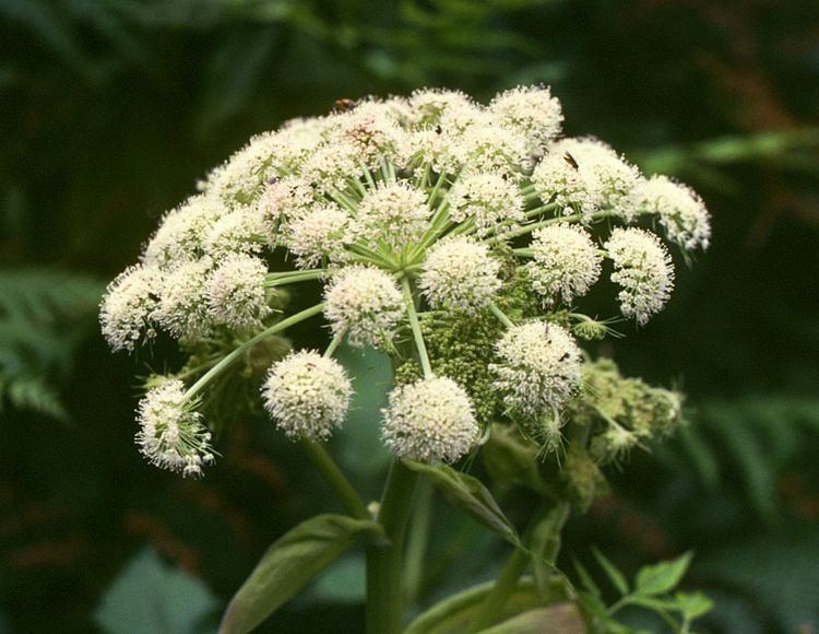 Angelica sylvestris FileAngelica sylvestris 2jpg Wikimedia Commons