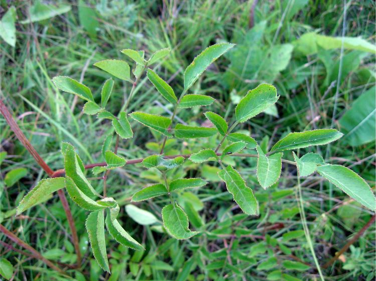 Angelica venenosa FileAngelica venenosa 1jpg Wikimedia Commons
