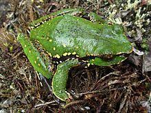 Angiana tree frog httpsuploadwikimediaorgwikipediacommonsthu