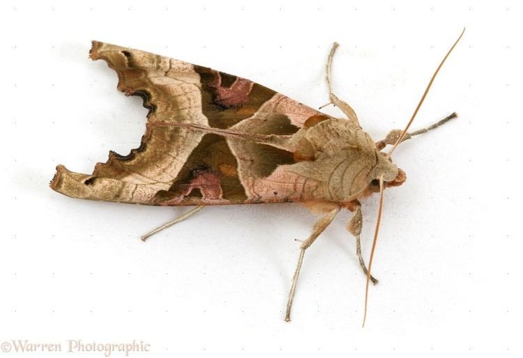 Angle shades Angle Shades Moth photo WP08963