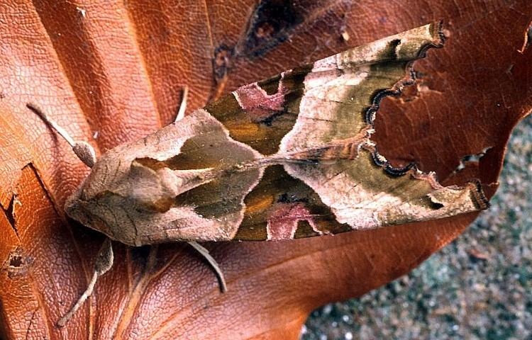 Angle shades Angle Shades Phlogophora meticulosa UKMoths