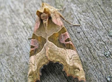 Angle shades The Wildlife Trusts