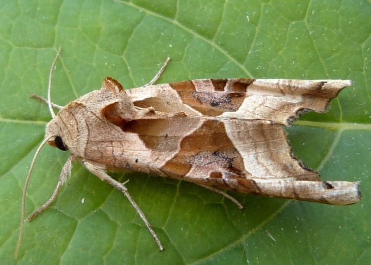 Angle shades Angle Shades Phlogophora meticulosa NatureSpot