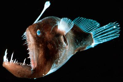 Anglerfish 1000 images about angler fish on Pinterest Models Deep sea and