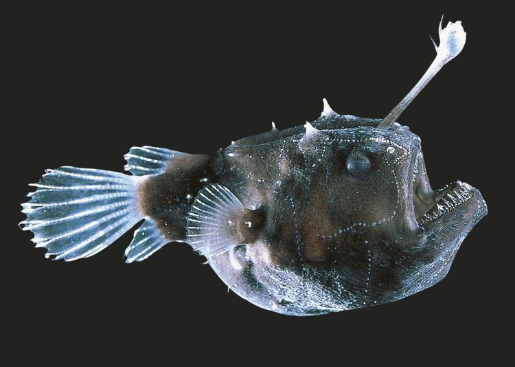Anglerfish Angler Fish Facts Deep Sea Anglerfish DK Find Out