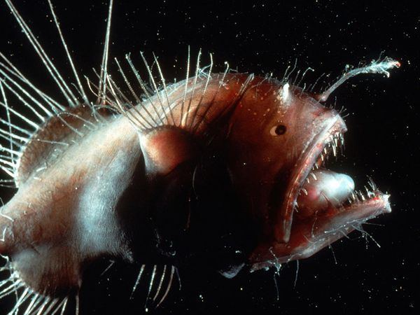 Anglerfish Anglerfish Anglerfish Pictures Anglerfish Facts National Geographic