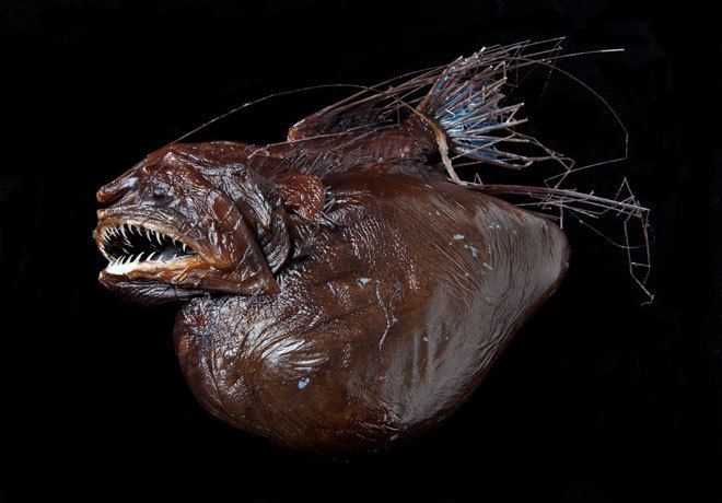 Anglerfish Absurd Creature of the Week The Anglerfish and the Absolute Worst
