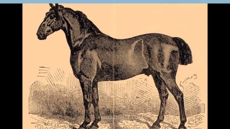 Anglo-Norman horse AngloNorman horse Video Learning WizSciencecom YouTube