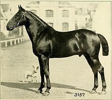 Anglo-Norman horse httpsuploadwikimediaorgwikipediacommonsthu