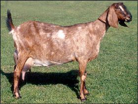 Anglo-Nubian goat Anglo Nubian British Goat Society