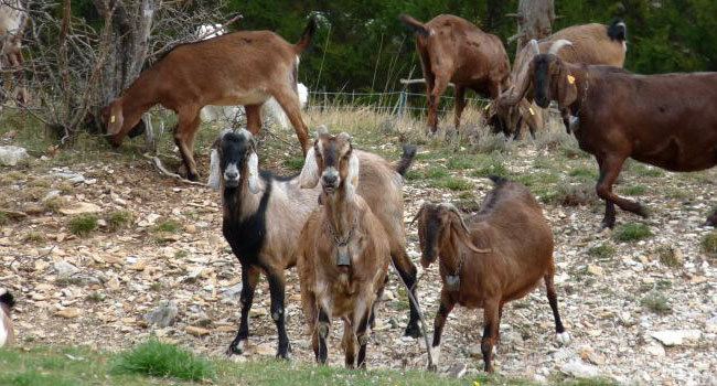Anglo-Nubian goat Anglo Nubian Goat Society The UK39s Best For AngloNubians