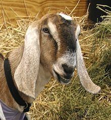 Anglo-Nubian goat AngloNubian goat Wikipedia